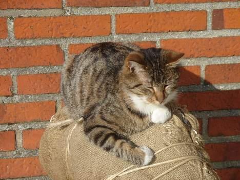 Huskat Laban  - Årrhhh.. Han er da bare ikke til at stå for.. billede 11