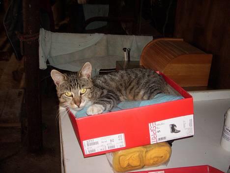 Huskat Laban  - Laban ligger i kassen med nyoprullede bandager til mine ponyer... Jeg havde lige rullet dem op hvorefter Laban kommer og ødelægger det hele, men pyt, sød er han da?! billede 12