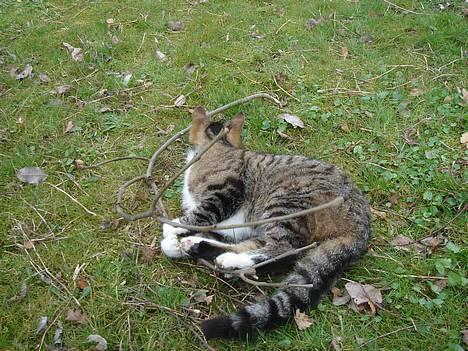 Huskat Laban  billede 13