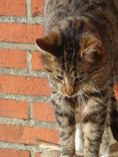 Huskat Laban  - Uhh.. Laban kan bliver lang når han strækker sig.. billede 14