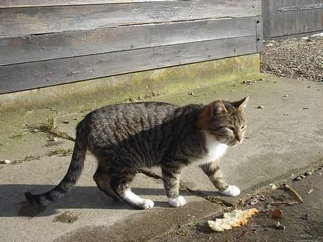 Huskat Laban  billede 15