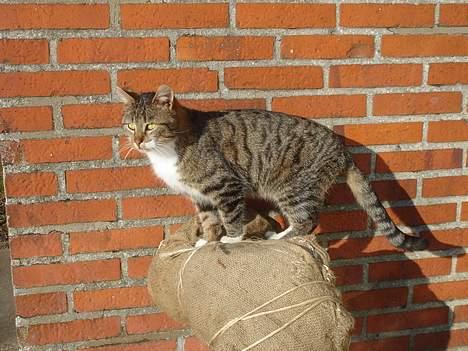 Huskat Laban  - Lille Laban i det fine solskins vejr... billede 16