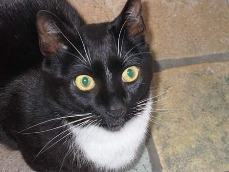 Blanding af racer Sorte<3 - Har du noget med til søde lille mig ? :) billede 5