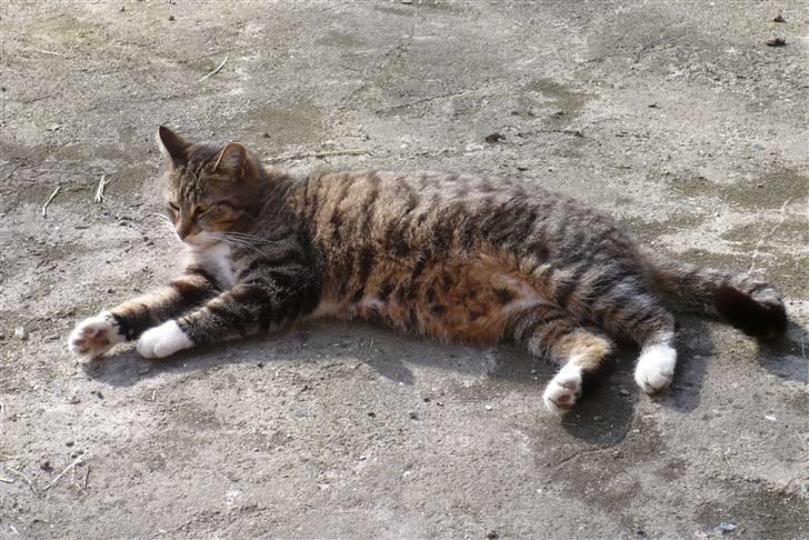 Huskat Laban  billede 17