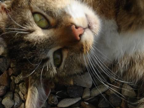 Huskat Laban  billede 18