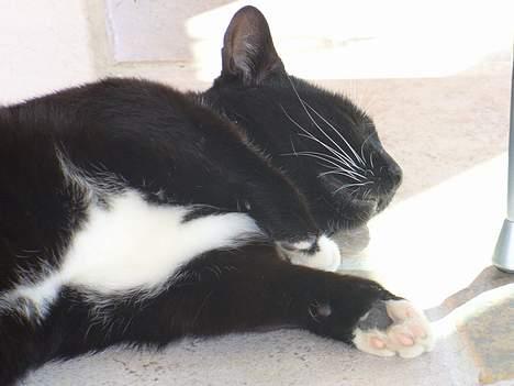 Blanding af racer Sorte<3 - Puha, det er så hårdt at løbe rundt og lege billede 6