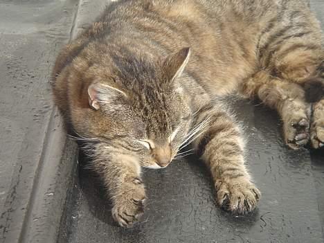 Huskat Ron  billede 13