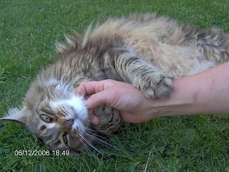 Maine Coon Løvehulens Hotlips - Mor kæler godt billede 12