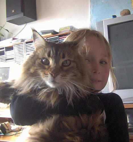 Maine Coon Løvehulens Hotlips - Hotlips og Sannie billede 13