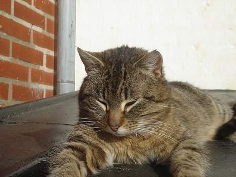 Huskat Ron  - Nåå.... Han er da bare for Nutsi på det her billede.. <3 billede 14