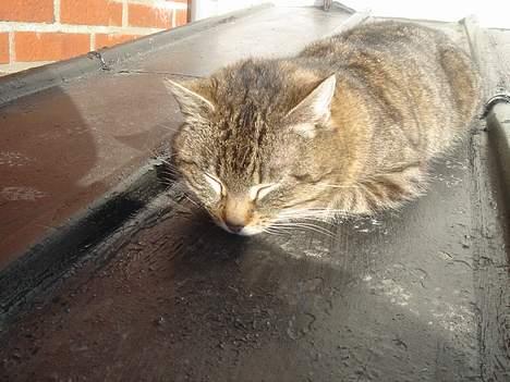 Huskat Ron  billede 15