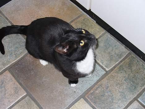 Blanding af racer Sorte<3 - Har du ikk noget mad ? billede 9