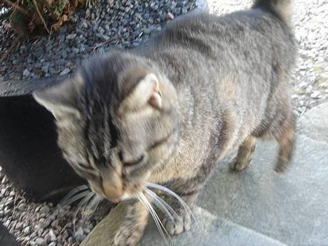 Huskat Rosa  billede 11