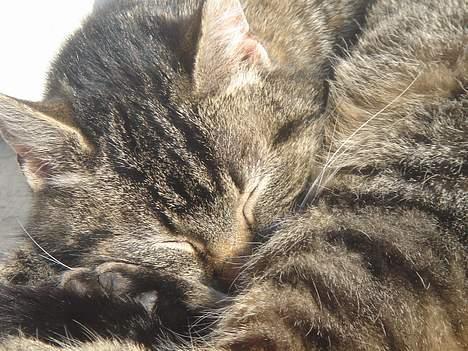 Huskat Rosa  - Lille Rosa slapper af.. En solskinsdag i Marts.. billede 12