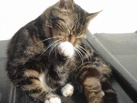 Huskat Bampo **R.I.P.** billede 10