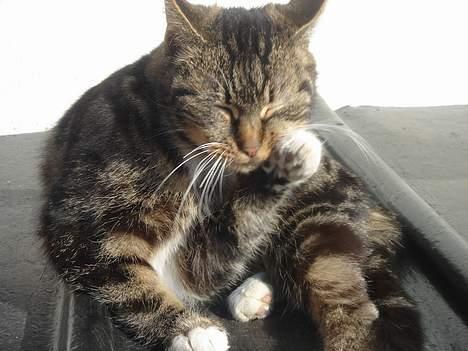 Huskat Bampo **R.I.P.** - Bampo vasker sig.. billede 11