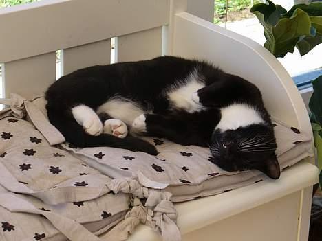 Blanding af racer Sorte<3 - Sorte der er faldet omkuld ;P billede 10