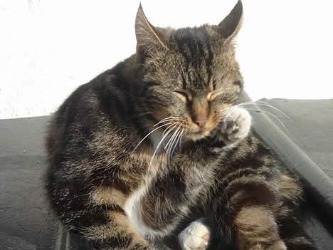 Huskat Bampo **R.I.P.** billede 12