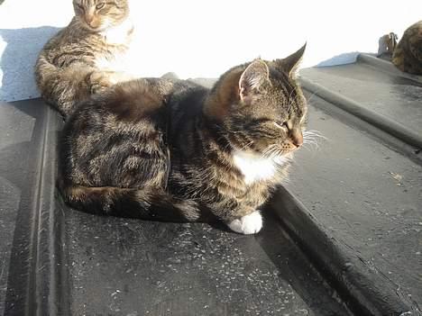 Huskat Bampo **R.I.P.** billede 13