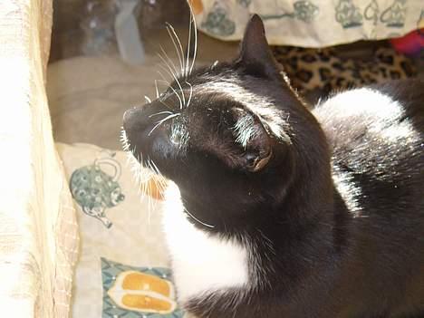 Blanding af racer Sorte<3 - Har du ikk noget mad til søde mig? :) billede 11