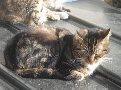 Huskat Bampo **R.I.P.** billede 14