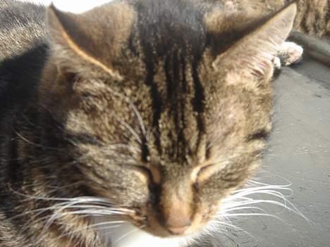 Huskat Bampo **R.I.P.** - BAM BAM!!! billede 15