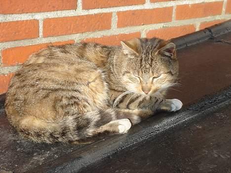 Huskat Buller  ** R.I.P.** billede 10