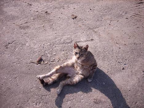 Huskat Buller  ** R.I.P.** - Buller ligger og tager sol.. billede 11