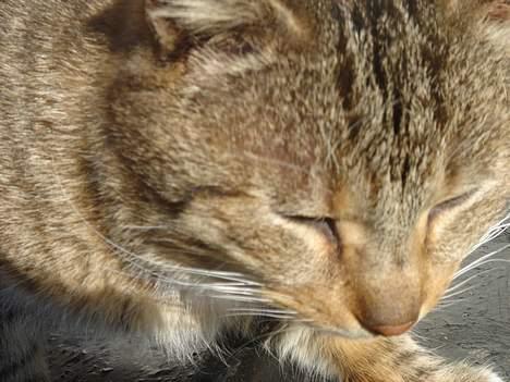 Huskat Buller  ** R.I.P.** billede 12