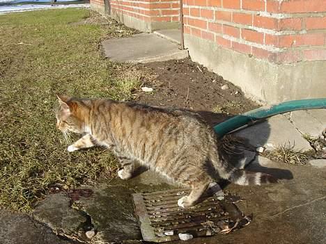 Huskat Buller  ** R.I.P.** billede 13