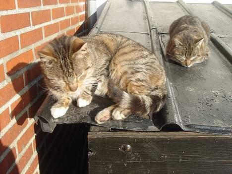 Huskat Buller  ** R.I.P.** - Buller og Ron.. billede 14