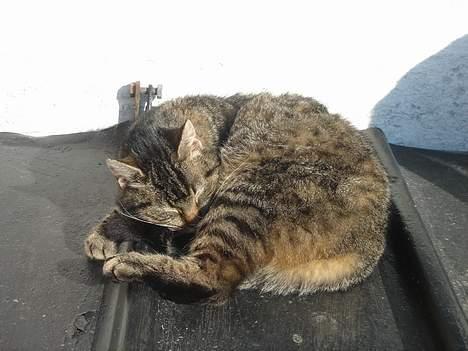 Huskat Rosa  billede 13