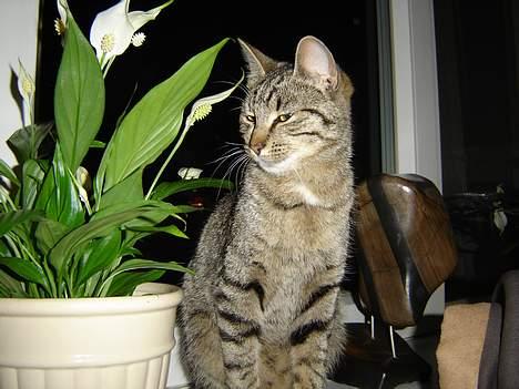 Huskat Figgo - Jeg vil bare så gerne lege med de blomster! billede 14