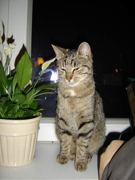 Huskat Figgo - Gå nu mor! Du skal ikke se jeg spiser blomster! billede 15