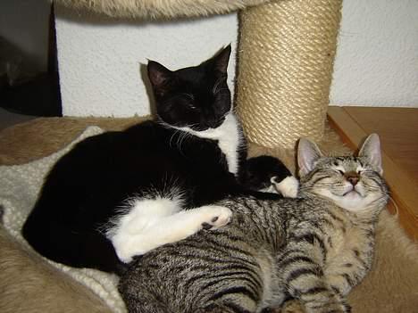 Huskat Figgo - HVis du siger jeg er tyk een gang til bliver du kanøflet, Fie! billede 16