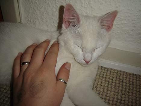 Huskat Marie - Uhm, nus nus billede 14