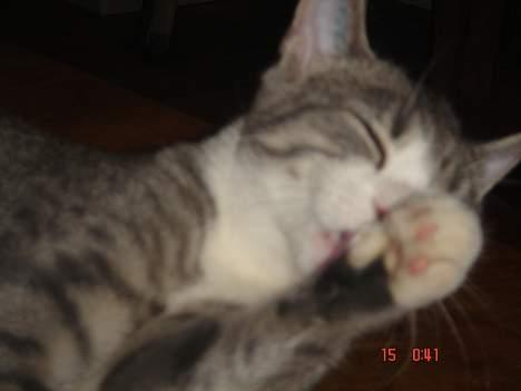 Huskat Katpige født. 21 / 6 - 05 - Fine poder.. billede 5