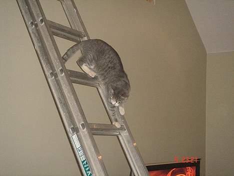 Huskat Katpige født. 21 / 6 - 05 billede 6