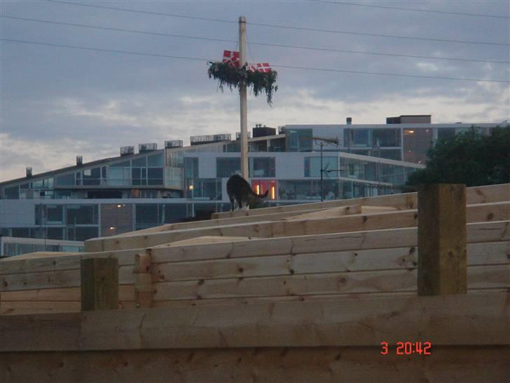 Huskat Katpige født. 21 / 6 - 05 - Katepige er selvfølgelig også med til naboen´s rejsegilde..  billede 7