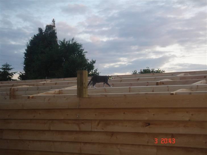 Huskat Katpige født. 21 / 6 - 05 - Tungen lige i munden.. billede 8