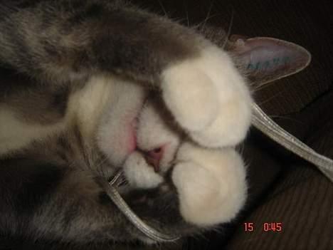 Huskat Katpige født. 21 / 6 - 05 - Borte, borte - TitTit.. billede 9