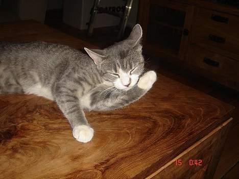 Huskat Katpige født. 21 / 6 - 05 billede 10