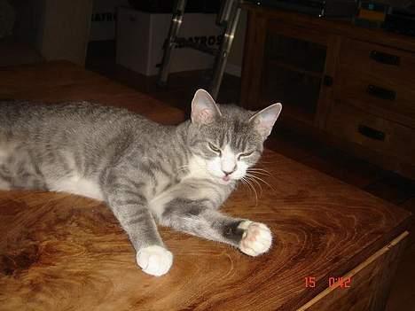 Huskat Katpige født. 21 / 6 - 05 billede 11