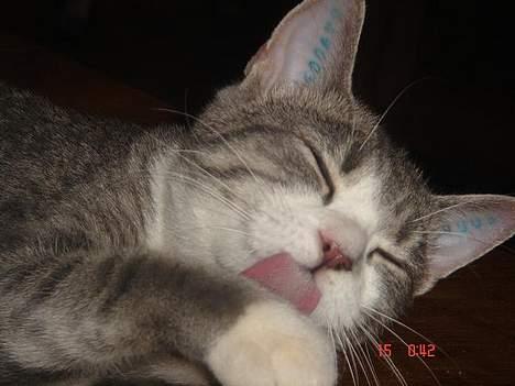 Huskat Katpige født. 21 / 6 - 05 billede 12