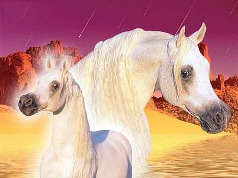 Huskat ***Yazmin*** † død † billede 4