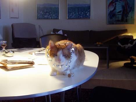 Huskat MATEO - Jeg blevlige fanget på bordet til en fest billede 1