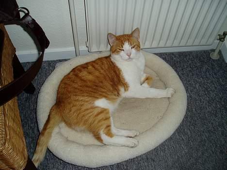 Huskat MATEO - Jeg an godt lide at holde øje med det hele billede 2