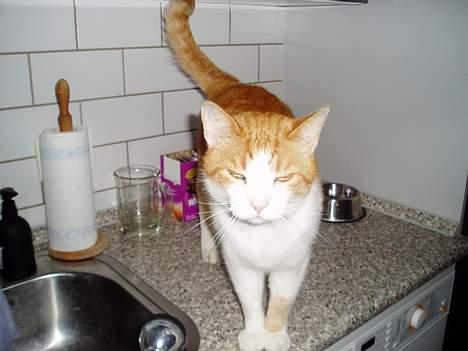 Huskat MATEO - Bordkat? Nej her får jeg mit foder ellers æder min ven det billede 3