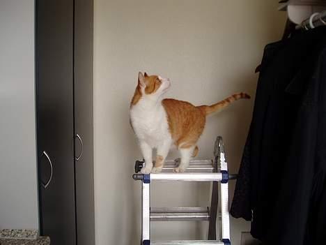 Huskat MATEO - Ville gerne op på det loft, der kunne måske være en mus? billede 4