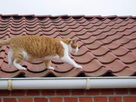 Huskat MATEO - Jeg er meget modig, jeg går tit på taget, der er dejligt varmt , om sommeren billede 5